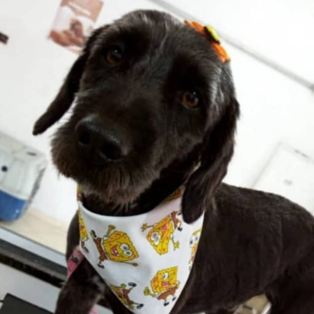 Mel depois do resgate